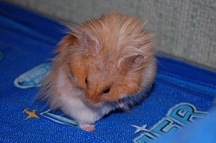 photo of orange and white rodent on blue textile