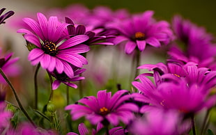 pink and purple petaled flowers, nature, flowers, purple flowers, depth of field HD wallpaper