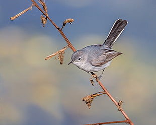 small gray bird on branch, blue-gray gnatcatcher HD wallpaper