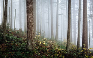 landscape shot of foggy forest HD wallpaper
