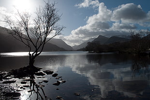 silhouette of bare tree on body of water during daytime