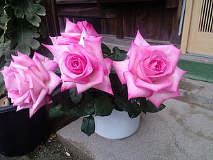 three pink roses on white ceramic pot