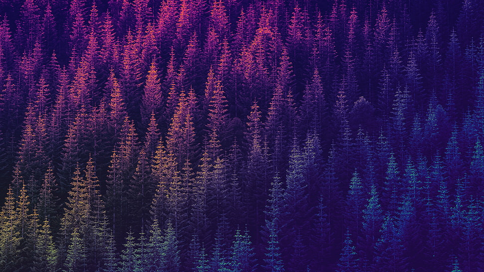 blue and red floral textile, psychedelic, trippy, trees, forest HD wallpaper