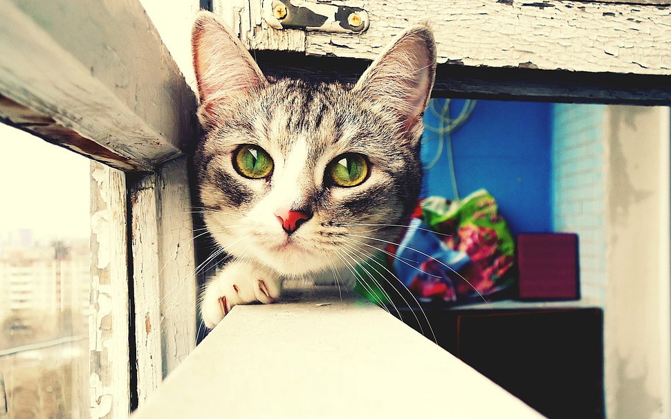silver tabby cat selected focus photography HD wallpaper