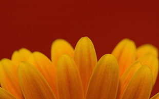 macro photography of yellow Daisy flower petals HD wallpaper