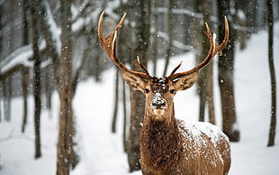 brown buck, animals, deer HD wallpaper