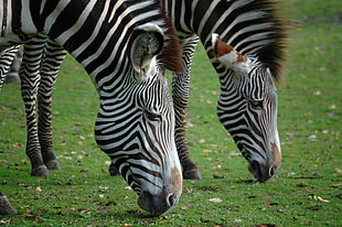 two zebra eating grass