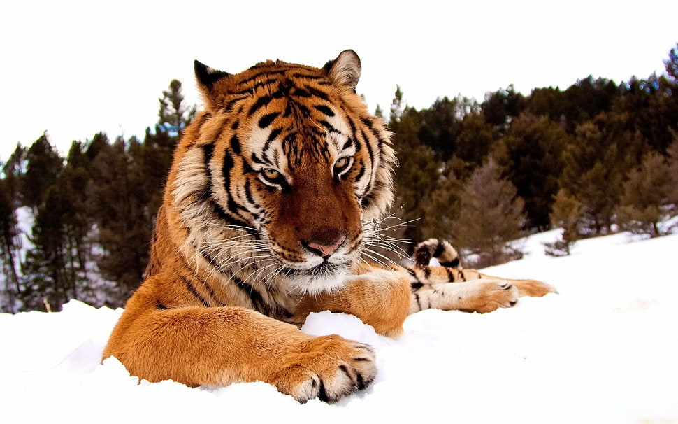 tiger laying on snow HD wallpaper