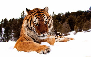 tiger laying on snow