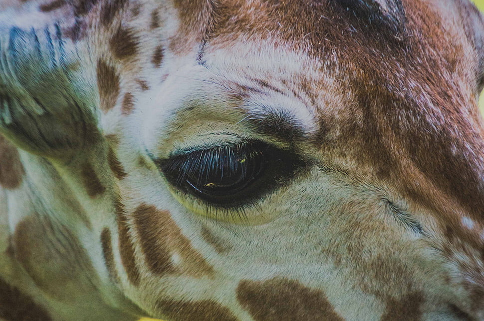beige and brown giraffe HD wallpaper