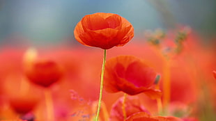 selective focus photography of red Poppy flower HD wallpaper