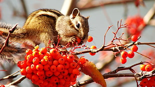 shallow focus photography of brown squirrel eating round red fruits