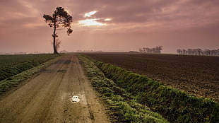brown dirt road, nature, landscape HD wallpaper