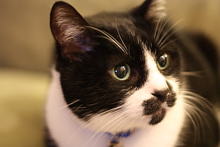 shallow focus photography of adult white and black short-coated cat