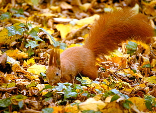 shallow focus red squirell