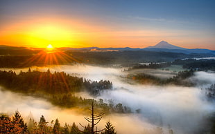 aerial photography of trees during sun rise with mountain background