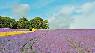 purple and yellow flower field, clouds, sky, field, flowers