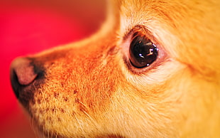 closeup photo of tan puppy