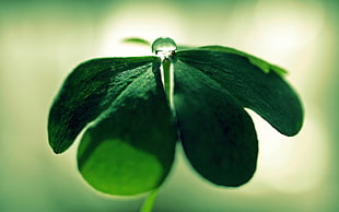 dew on green leaf plant