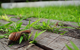 brown snail HD wallpaper