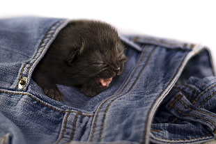 black kitten inside blue denim bottoms pocket