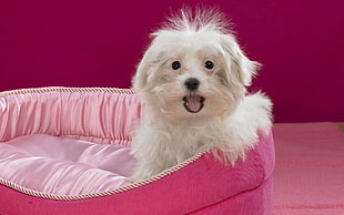 white Havanese puppy on pink pet bed