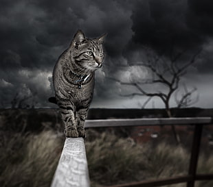 selective focus grayscale photography of tabby cat