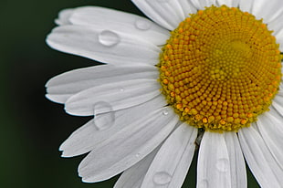 macro shot photo of white and yellow daisy flower