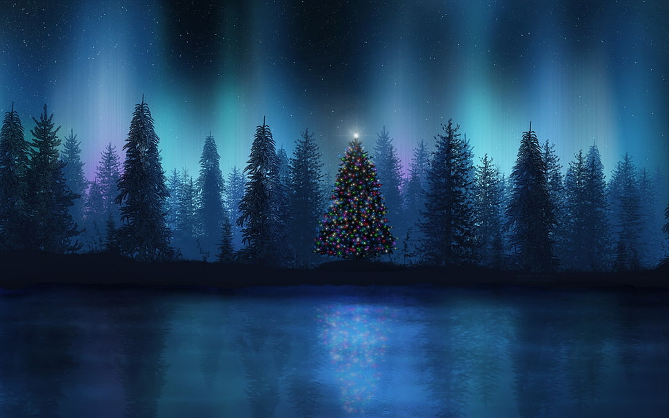 photography of forest HD wallpaper