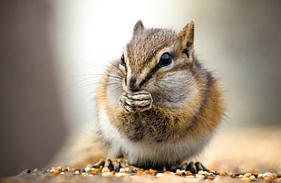 closeup photography of brown Squirrel, chipmunk HD wallpaper