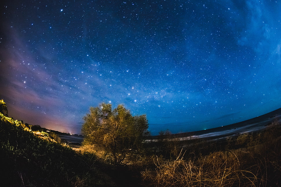 green leaf tree, Starry sky, Tree, Night HD wallpaper