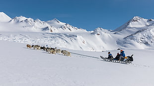 pack of wolves pulling sled with three person on mountain