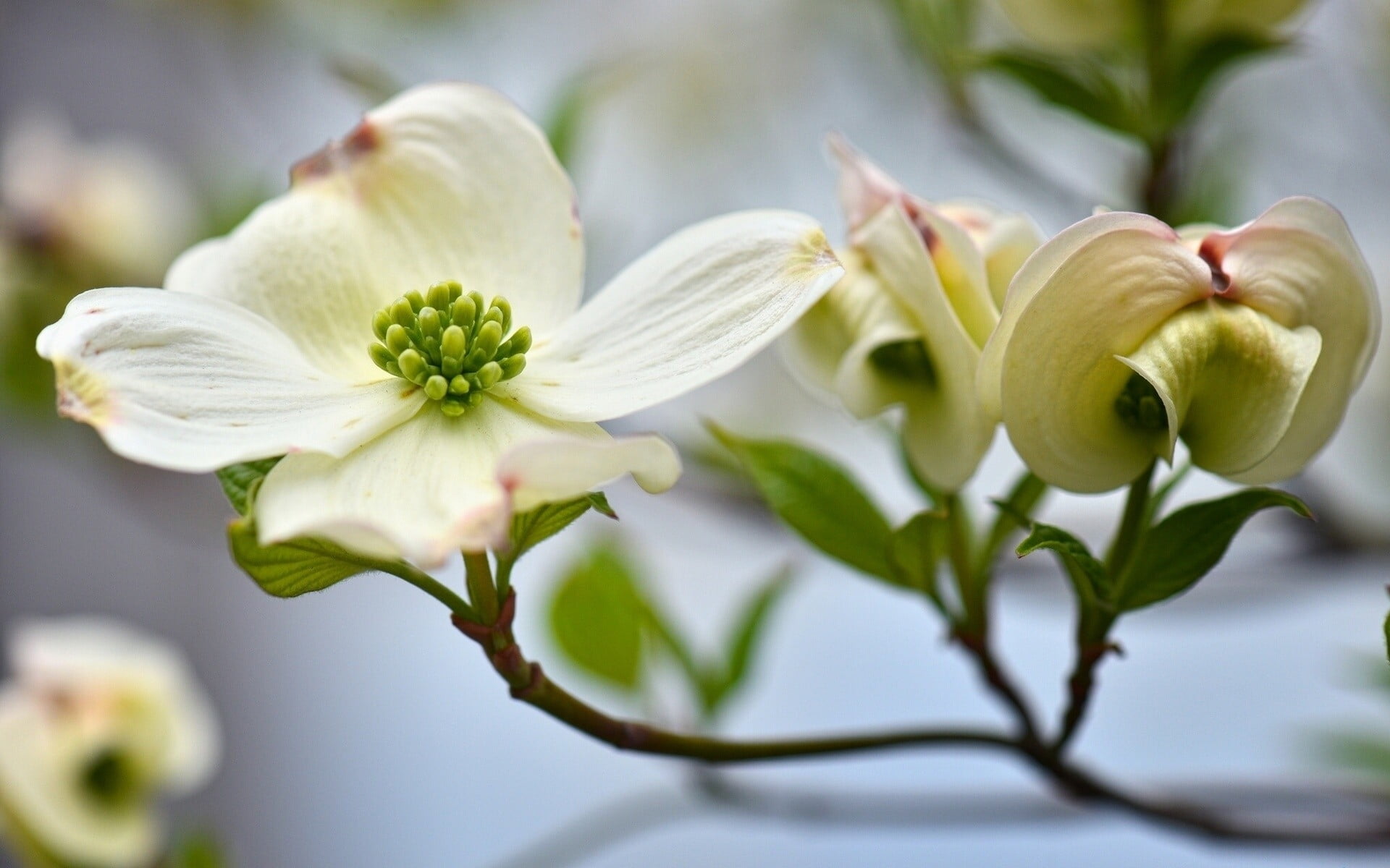 bokeh photography of flowers