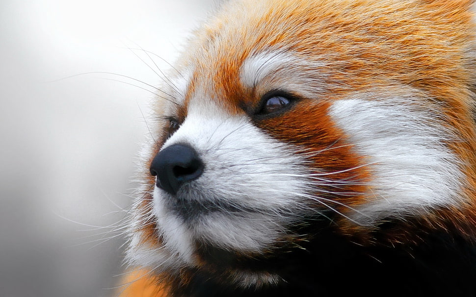 red panda closeup photography HD wallpaper