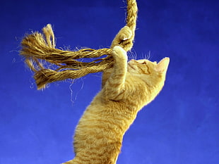 orange Tabby cat holding rope