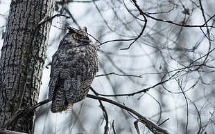 shallow focus photography of gray horned owl on tree branch under cloudy sky during daytime