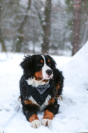 adult black, tan, and white Bernese Mountain dog