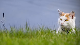 white and orange cat on green grass field during daytime
