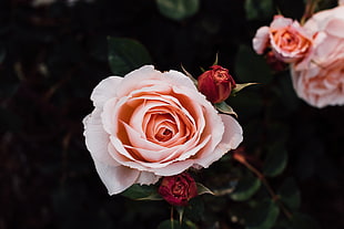 pink rose, Roses, Buds, Petals HD wallpaper