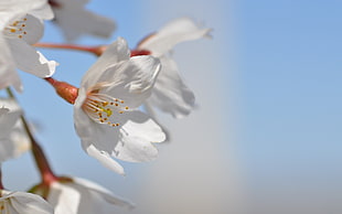 closeup photo of white flower blooming during daytime HD wallpaper