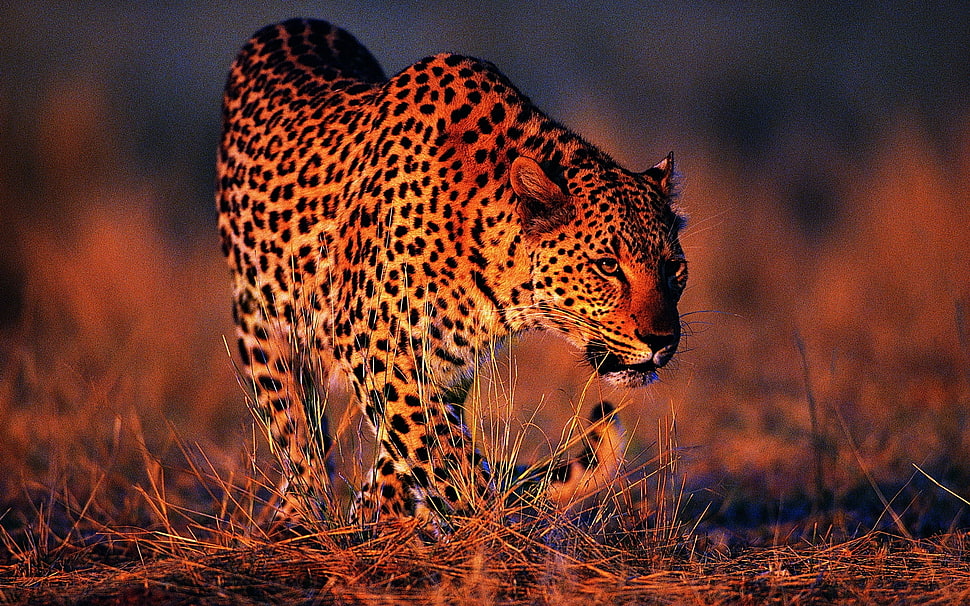Leopard on green grass field during daytime HD wallpaper