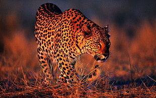 Leopard on green grass field during daytime