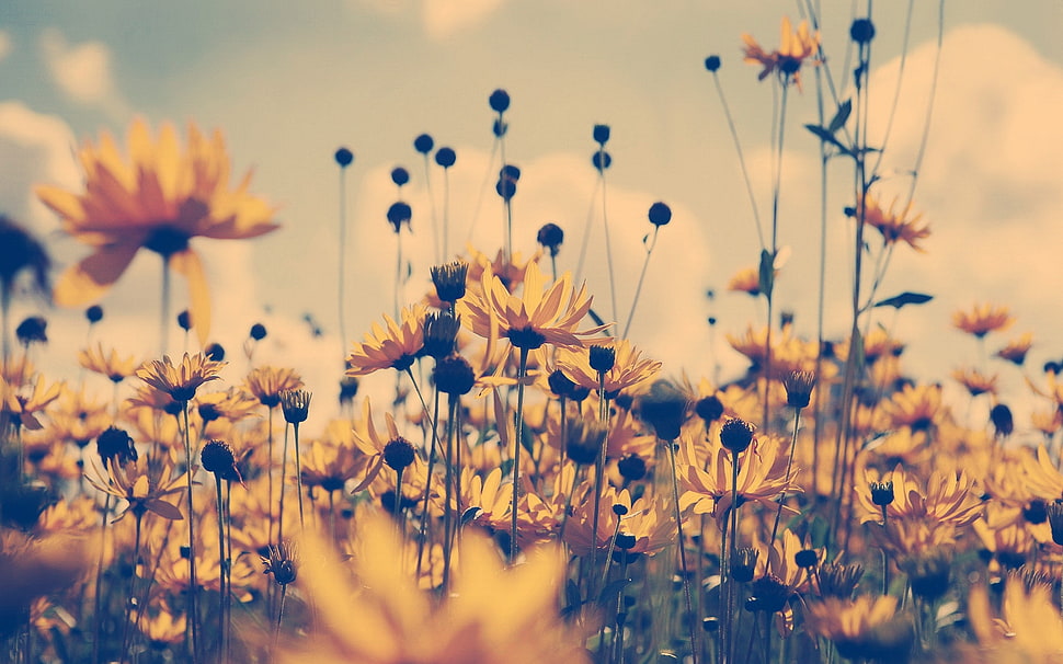 shallow focus photography of sunflowers during daytime HD wallpaper