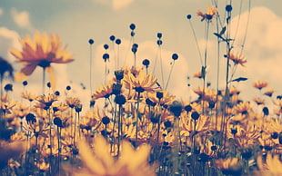 shallow focus photography of sunflowers during daytime