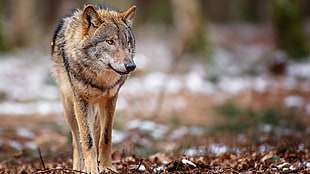 brown wolf, wolf, animals