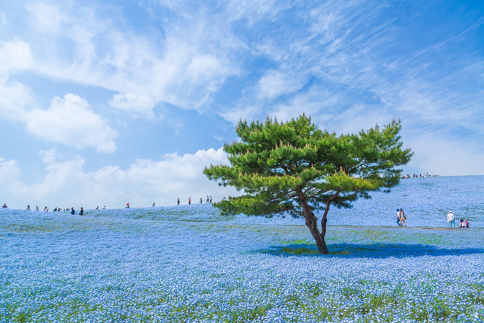 green tree, blue, Japan, sky, trees HD wallpaper