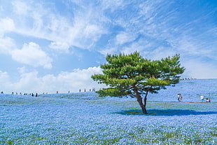 green tree, blue, Japan, sky, trees