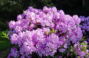 pink creeping phlox flowers