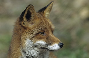 close up photo of brown and white fox
