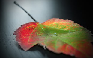 green ad red Maple leaf placed on white wooden panel